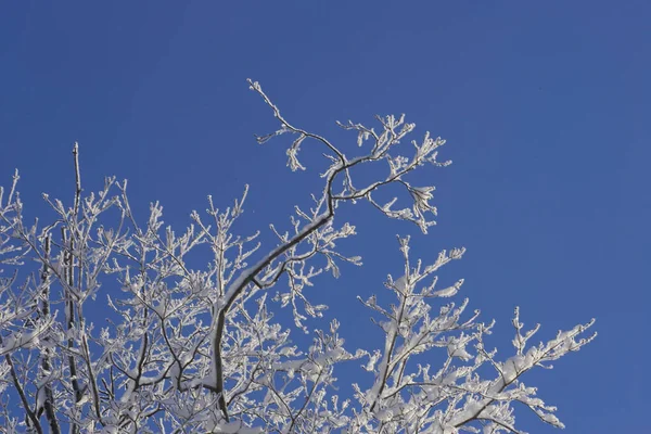 Мороз Сніг Покриває Гілки Дерев Сонячний Зимовий День — стокове фото