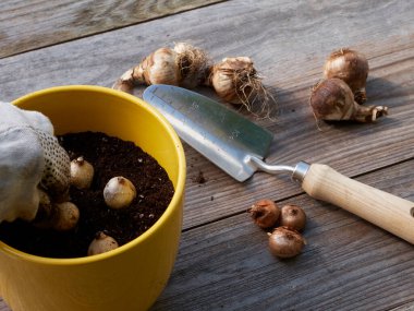 Çiçek soğanları bir bahçe tezgahında.