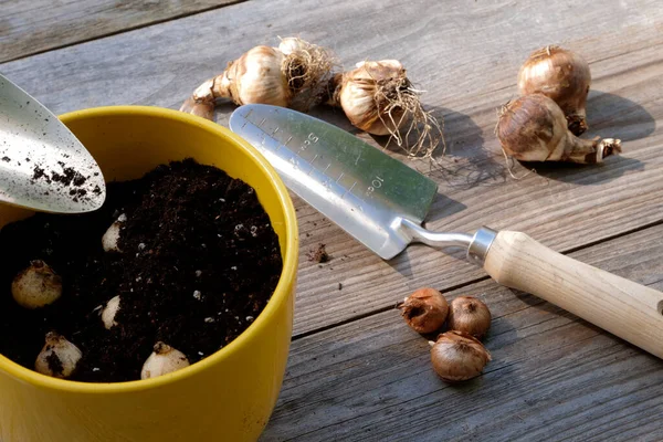 Çiçek soğanları bir bahçe tezgahında.
