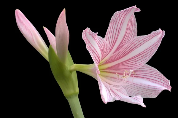 Hippeastrum johnsonii çiçek