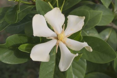 Cape Yasemin üzerine kendi bitki