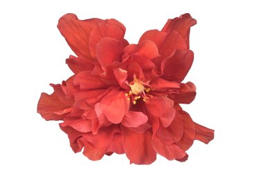 Çin kırmızı gül