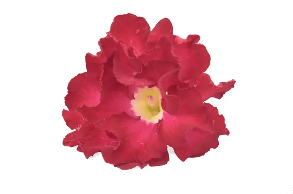 Multi laag bloemblaadjes desert rose — Stockfoto