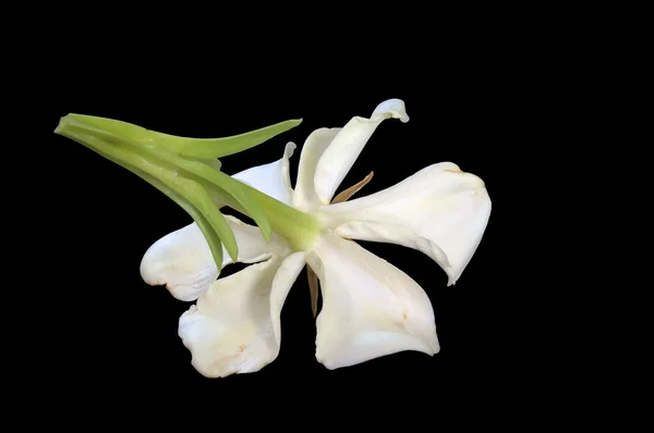 Parte de trás da Gardenia isolado em preto — Fotografia de Stock