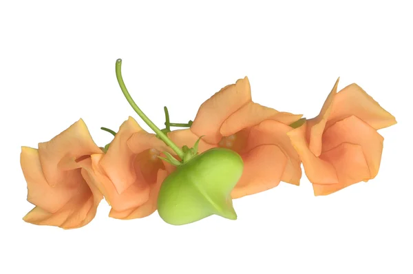 Oranje oleander geïsoleerd op wit — Stockfoto