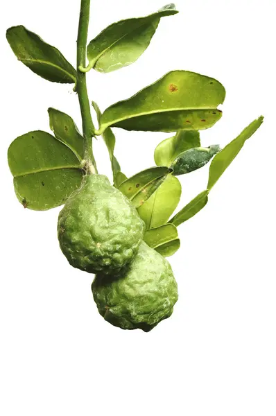 Bio-grüne Farbe Citrus hystrix mit eigenem Ast vom Baum — Stockfoto