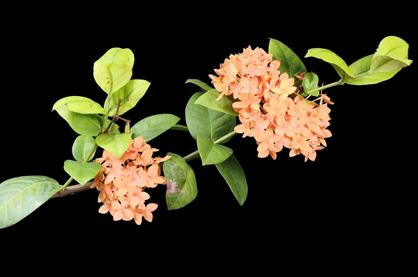 Wilde orangefarbene Ixora-Blüten blühen auf dem eigenen Pflanzenzweig — Stockfoto