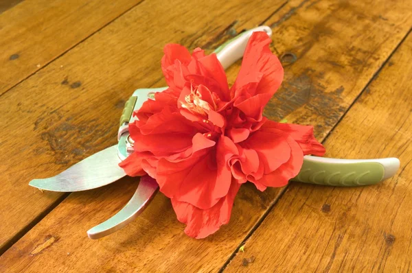 Kırmızı ebegümeci ve budama makası