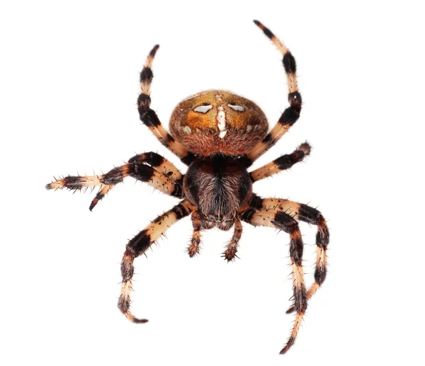 Pók araneus diadematus — Stock Fotó