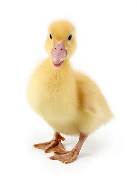 Duckling — Stock Photo, Image