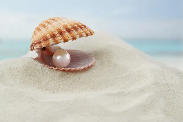 Shell with a pearl — Stock Photo, Image