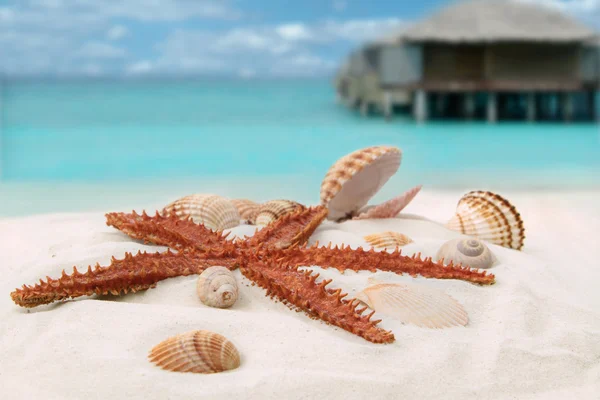 Sea star — Stock Photo, Image