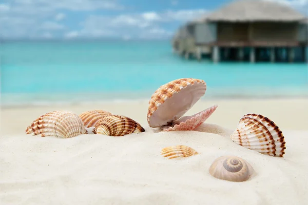 Shell on the beach — Stock Photo, Image