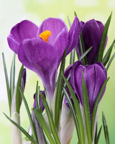 Blue crocus — Stock Photo, Image