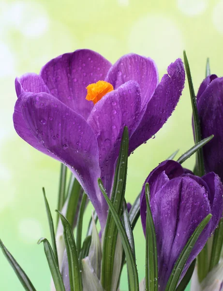 Blauer Krokus — Stockfoto