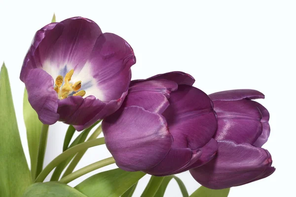 Tulipes violettes — Photo