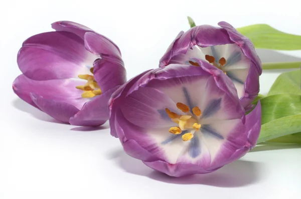 Fialové tulipány — Stock fotografie