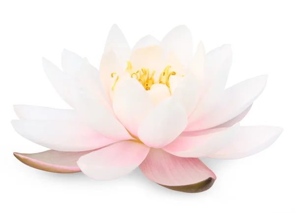 Lotus çiçeği.