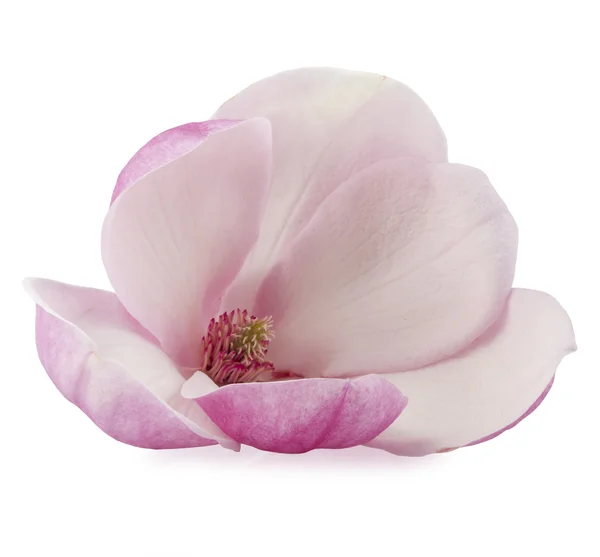 Flores de magnolia — Foto de Stock