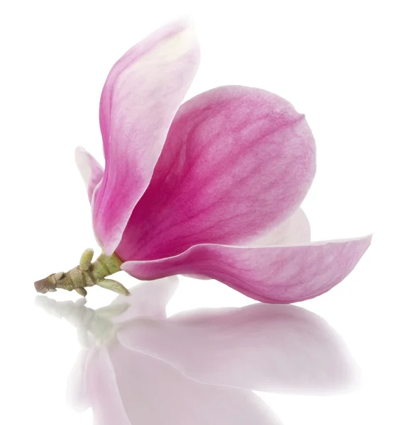 Magnolia bloemen — Stockfoto