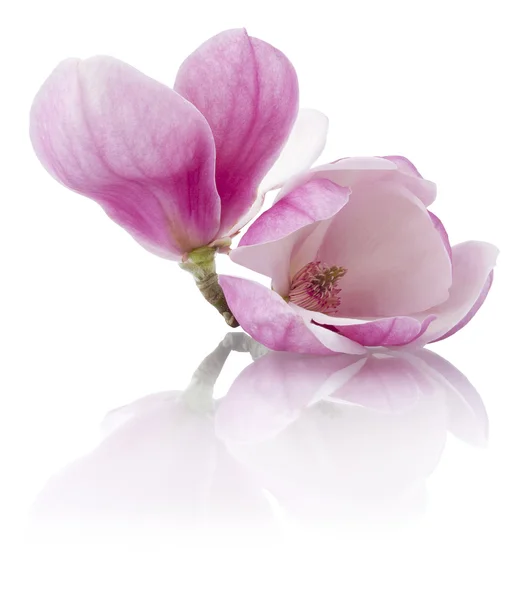 Magnolienblüten — Stockfoto