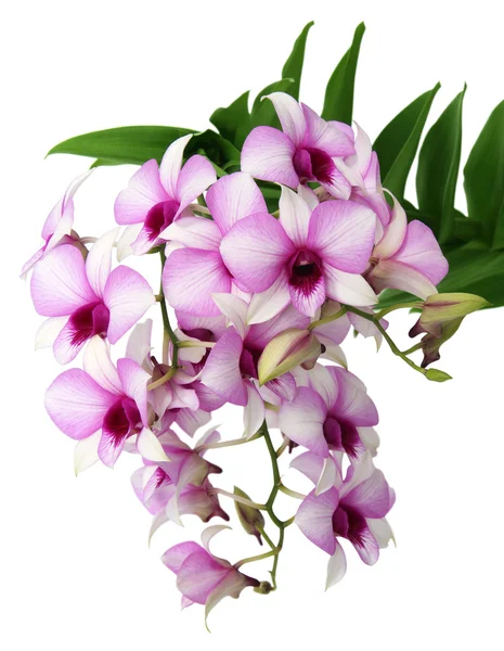 Orchidee — Stockfoto