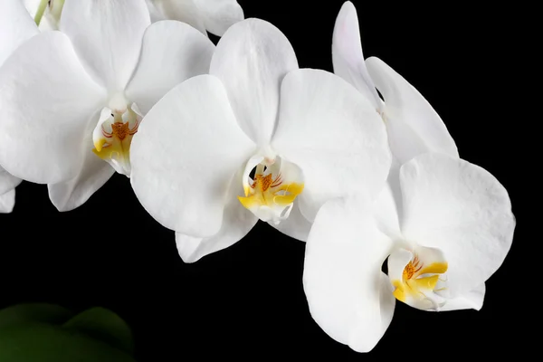 Witte orchidee — Stockfoto