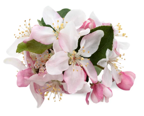 Appleblossoms — Stockfoto