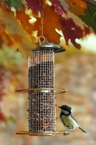 Vogelvoederbedrijf — Stockfoto