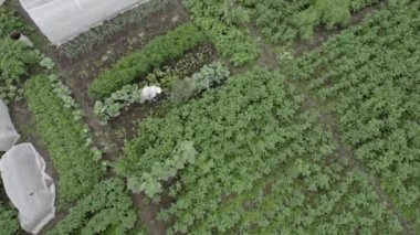 Drone saldırısı, büyükanne çiftçi, tohum ekme, bahçede, ahşap evlerin etrafında.
