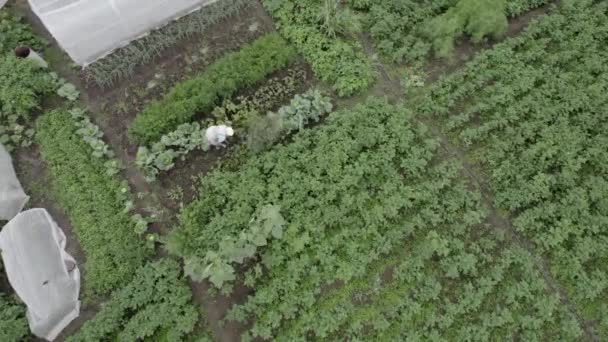 Drone shooting, granny farmer, sowing seeds, in the garden, around wooden houses — 图库视频影像