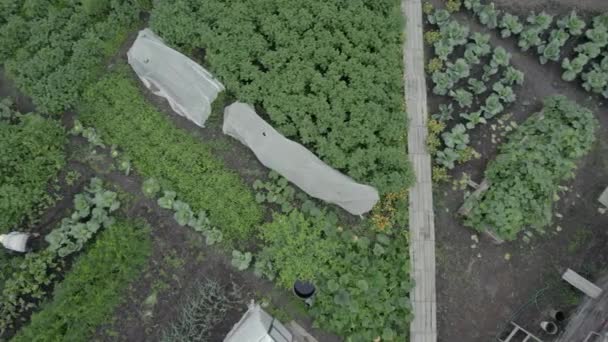 Drone shooting, granny farmer, sowing seeds, in the garden, around wooden houses — Wideo stockowe