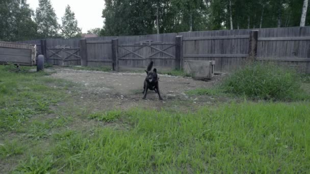 Arg svart hund på en kedja, skällande, arg, drönare video — Stockvideo