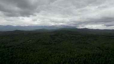 İnsansız hava aracıyla Rusya 'da bir ormanın üzerinde uçmak, kozalaklı orman, tepe...