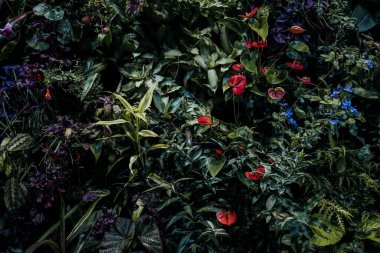 Tropik orman geçmişi. Tropik yapraklar. çiçekler, orman