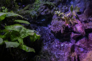 Tropik orman geçmişi. Tropik yapraklar. çiçekler, orman