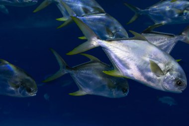 Sarı yüzgeçli bir balık sürüsü, sualtı balıkçılığı, dalış