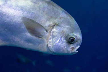 Sarı yüzgeçli bir balık sürüsü, sualtı balıkçılığı, dalış