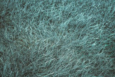 Yeşil çimen arka plan çimen yüzeyi soyut