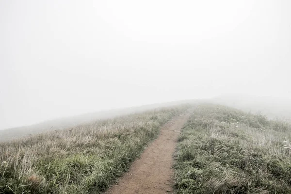 Field fog poor visibility, green flowering grasses Images De Stock Libres De Droits