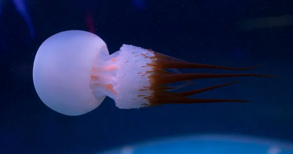 Abstracción de una medusa azul sobre un fondo negro Imagen De Stock