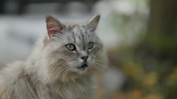 Retrato de close-up de um gato grande olhando ao redor. olhar bonito gato — Vídeo de Stock