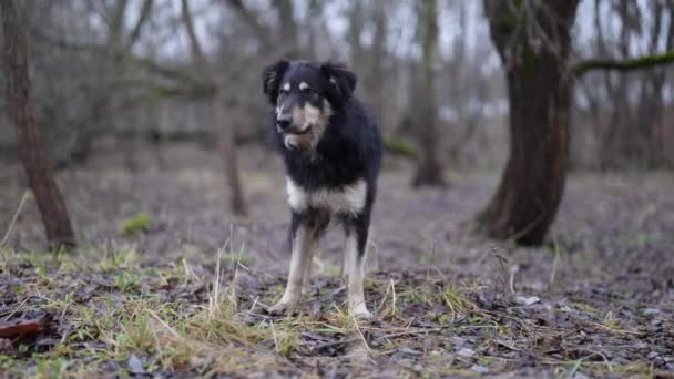 Lindo perro callejero en el bosque, perro de caza mestizo, vínculo humano-canino — Vídeos de Stock