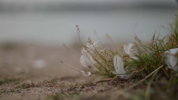 The natural grass slowly swayed from the breeze. A beautiful green waving grass plant on the shore of a pond with bird feathers stuck in it. It flutters in the wind. Slow motion and copy space. — Wideo stockowe