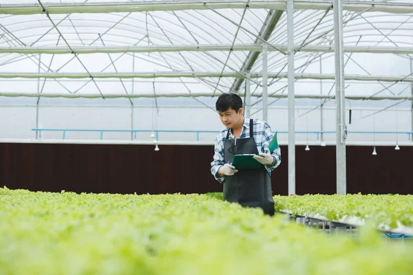 작업을 아시아인 농부들 온실에서의 유기농 식물의 분석하고 있습니다 — 스톡 사진