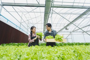 Asyalı çiftler sebze topluyor ve organik sera çiftliğinde çalışan ahşap kutular tutuyorlar. Hidrofonik tarım.