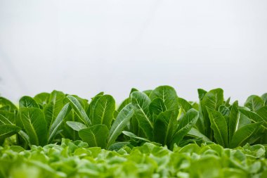 Yakın plan, yeşil sebze taze organik serada. yiyecek hidrofonik sağlıklı. Boşluğu kopyala.