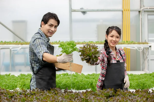 Asian man and woman agriculture picking vegetables working in organic greenhouse farm. Hydroponics farming.