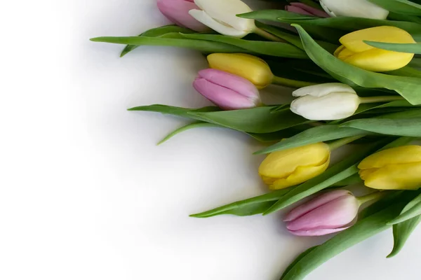 Kleurrijke Tulpen Close Witte Achtergrond Stockfoto