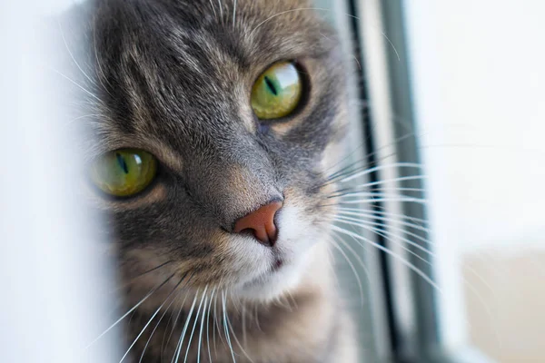 Grey Tabby Cat Close Portrait Next Window Images De Stock Libres De Droits